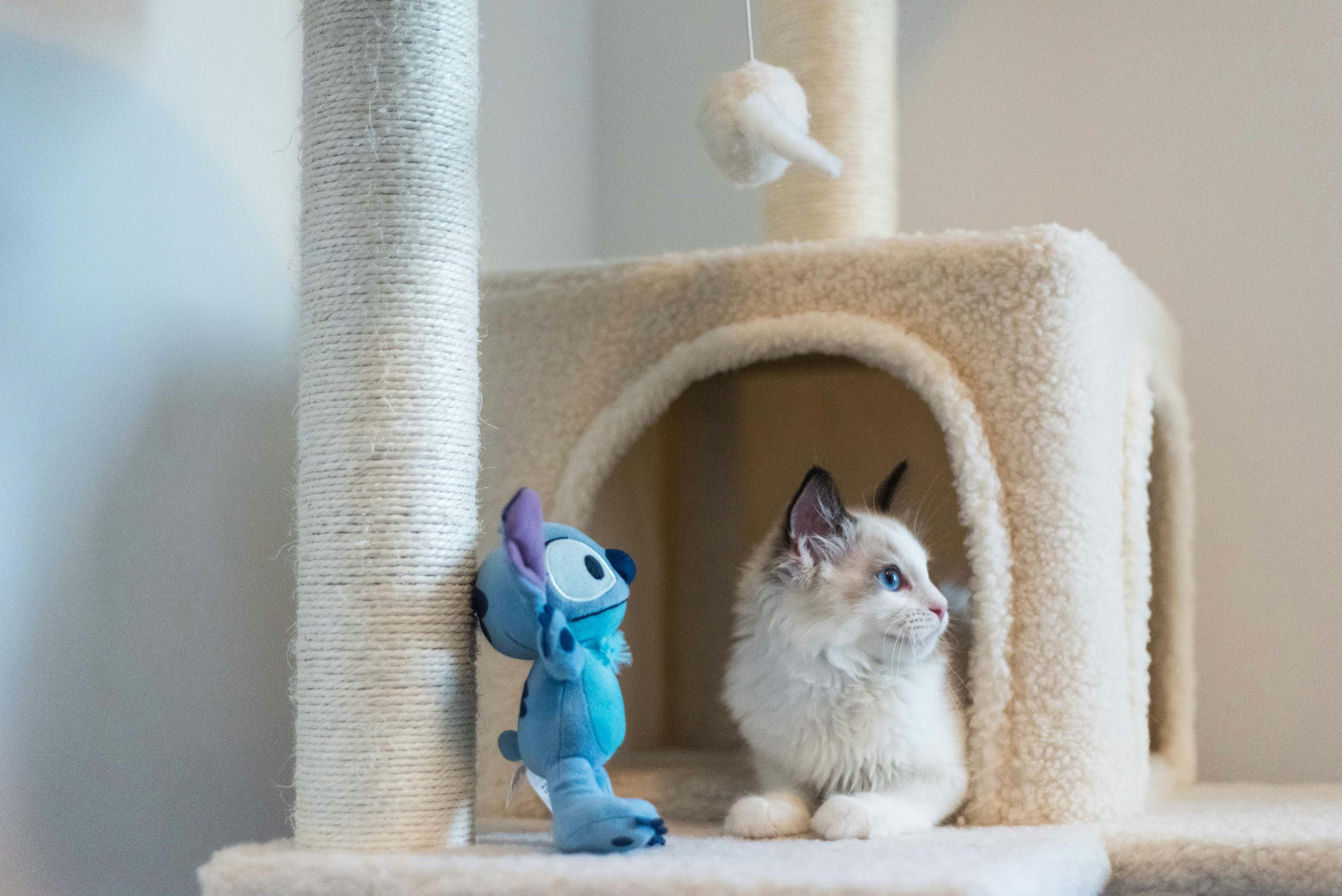 Transformative Exercise Plans for Sedentary Cats | Armygymnastics ... - Supportive Play And Exercise For Large Cats